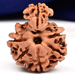 Savar Naag 6 mukhi Small from Nepal - I