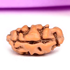 1 mukhi from Java Indonesia - I