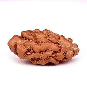 1 mukhi from Java Indonesia - II