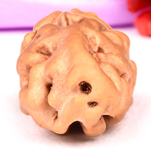 1 mukhi from Java Indonesia - XI