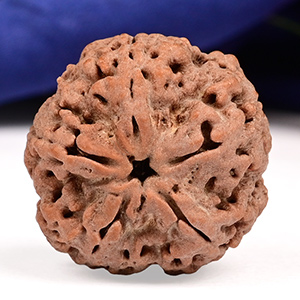 Collector 5 Mukhi from Nepal - DXIX