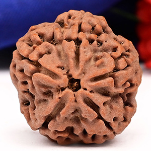 Collector 5 Mukhi from Nepal - DXXVI