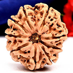 9 Mukhi from Nepal - DLXIV