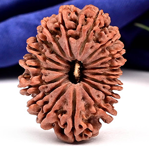 Collector 17 Mukhi from Nepal - LXXIV