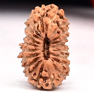 20 Mukhi from Java Indonesia  Small - LXXXV