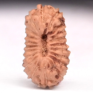 20 Mukhi from Java Indonesia  Small - LXXXVI