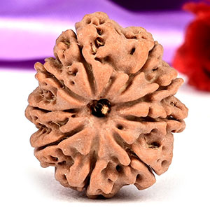 9 Mukhi from Nepal Small - DCCIX