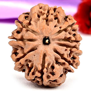 9 Mukhi from Nepal Small - DCCX