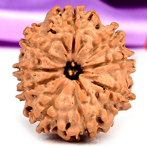 9 Mukhi from Nepal Small - DCCXI