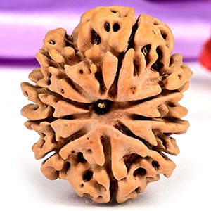 9 Mukhi from Nepal Small - DCCXII