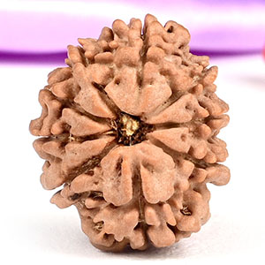 9 Mukhi from Nepal - DLXXIX