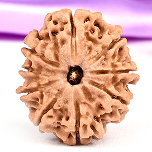9 Mukhi from Nepal - DLXXX