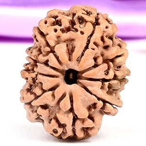 9 Mukhi from Nepal - DLXXXI