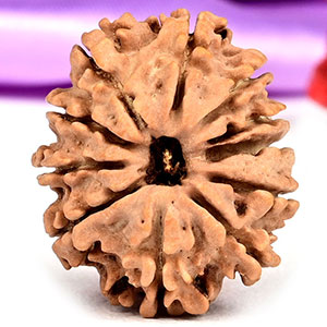 11 Mukhi from Nepal Small - CCLXIII