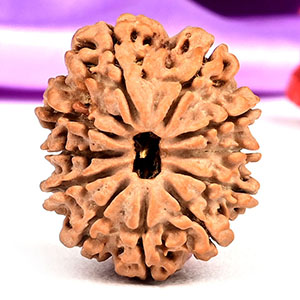 R11IE 11 Mukhi from Nepal - CCCXXXIX
