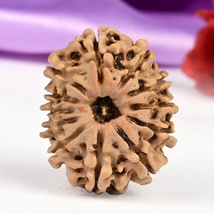 12 Mukhi from Nepal Small - CCCXCIX