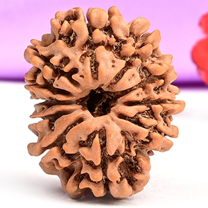 11 Mukhi from Nepal Small - CCLXXV