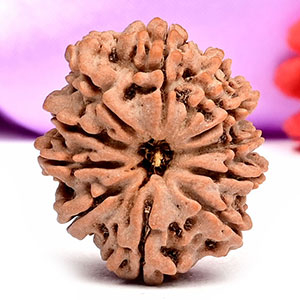 11 Mukhi from Nepal - CCCXLII