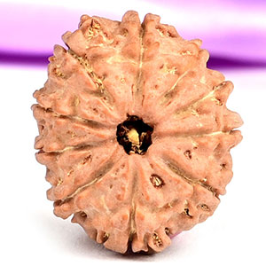10 Mukhi from Nepal Small - CCCXII