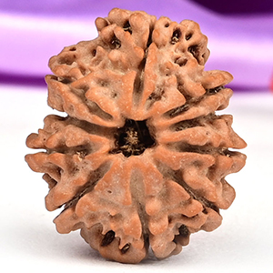10 Mukhi from Nepal Small - CCCXXXVII