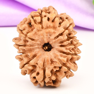 11 Mukhi from Nepal - CCCLXI