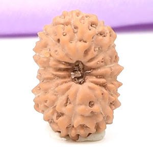 14 Mukhi from Java Indonesia Small - CCCLXXXVII