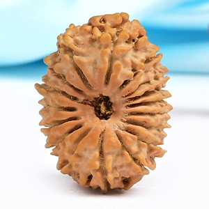 17 Mukhi from Nepal Small - X