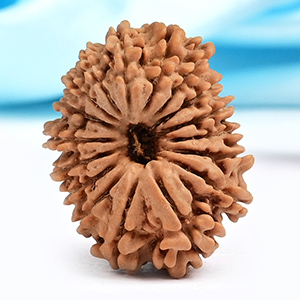 17 Mukhi from Nepal Small - XII