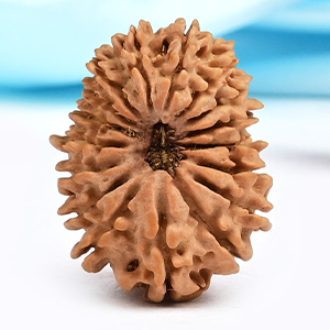 17 Mukhi from Nepal Small - XIII