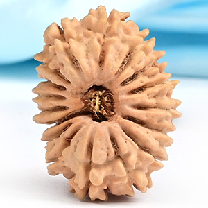 17 Mukhi from Nepal Small - XV