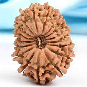 17 Mukhi from Nepal Small - XVI