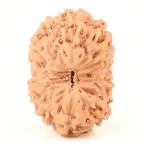 14 Mukhi from Java Indonesia Small - CCCLXXXIX