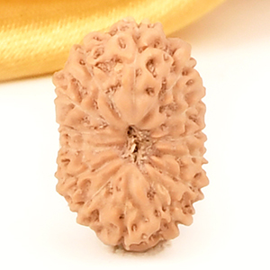 14 Mukhi from Java Indonesia Small - CCCXCIII