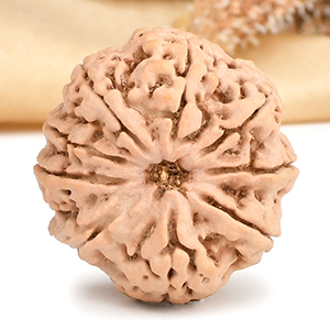 Ganesh Rudraksha 9 Mukhi from Nepal Large - I