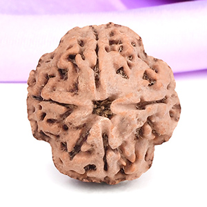 Collector 4 Mukhi from Nepal - CDLXXXIV