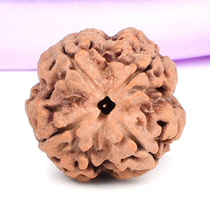 Collector 4 Mukhi from Nepal - CDLXXXV