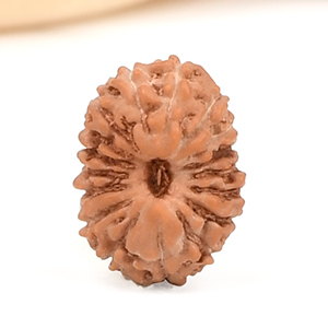 17 Mukhi from Java Indonesia Small - CCXXXVIII