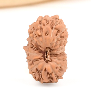 17 Mukhi from Java Indonesia Small - CCXL