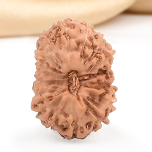 17 Mukhi from Java Indonesia Small - CCXLI