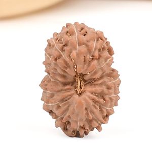 17 Mukhi from Java Indonesia Small - CCXLII