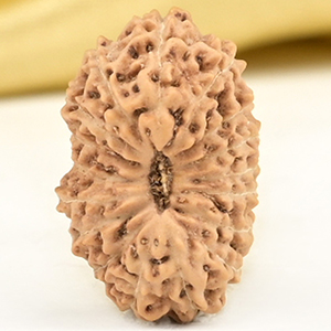 17 Mukhi from Java Indonesia Large