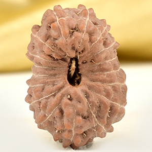 Collector 17 Mukhi From Java Indonesia - CLI