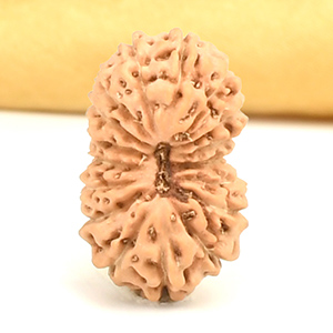 17 Mukhi from Java Indonesia - CXLVI