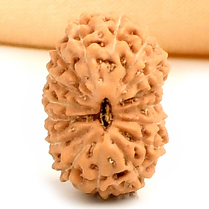 16 Mukhi from Java Indonesia - CCXXVI