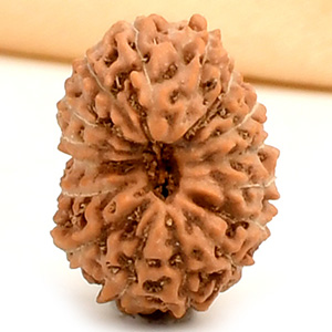 16 Mukhi from Java Indonesia - CCXXVII