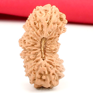 Collector 24 Mukhi from Java Indonesia - III