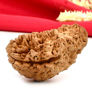 1 Mukhi Half Moon Collector - III