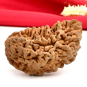 1 Mukhi Half Moon Collector - II