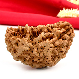 1 Mukhi Half Moon Super Collector - XVI