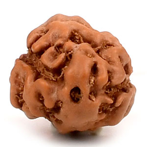 2 Mukhi from Java Indonesia Large - XXVII